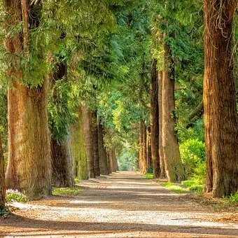 attractive eye catching nature dp for whatsapp